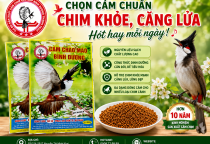 CHỌN CÁM CHUẨN – CHIM KHỎE, CĂNG LỬA, HÓT HAY MỖI NGÀY! 