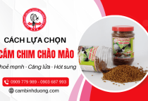 Cách chọn cám chim chào mào chất lượng - Người mới nuôi nhất định phải biết