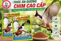 CÁM CHÀO MÀO BÌNH DƯƠNG – THỨC ĂN DƯỠNG CHIM CAO CẤP