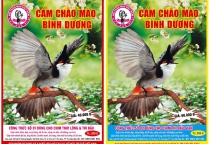Cám Chào Mào Chất Lượng – Bí Quyết Giúp Chim Sung, Hót Hay Và Giữ Lửa Bền
