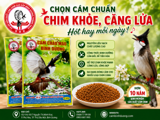 CHỌN CÁM CHUẨN – CHIM KHỎE, CĂNG LỬA, HÓT HAY MỖI NGÀY! 