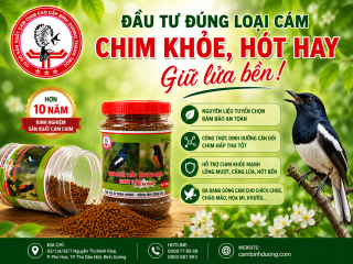 ĐẦU TƯ ĐÚNG LOẠI CÁM – CHIM KHỎE, HÓT HAY, GIỮ LỬA BỀN! 