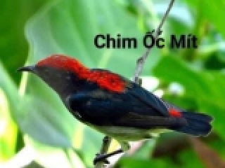 CHIM ỐC MÍT