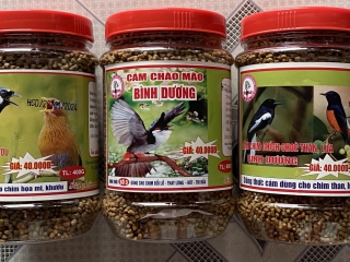 CÁM CHÀO MÀO CÓ TỐT KHÔNG?