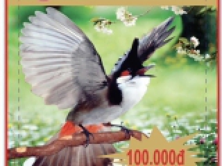 CÁM KÍCH LỬA CHO CHÀO MÀO