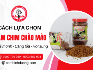 Cách chọn cám chim chào mào chất lượng - Người mới nuôi nhất định phải biết