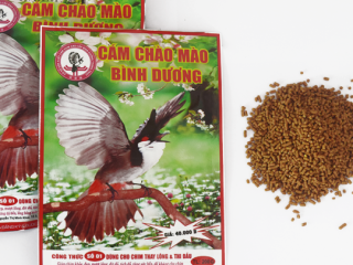🔥 CÁM CHÀO MÀO BÌNH DƯƠNG – CHIM LÊN LỬA NHANH, CHƠI BỀN, ĐẤU TỐT