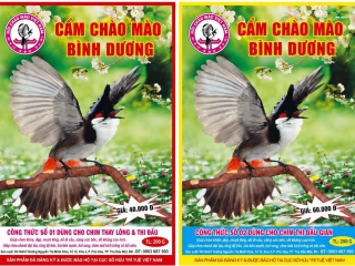 CÁM CHÀO MÀO BÌNH DƯƠNG CHUẨN DINH DƯỠNG GIÚP CHIM CĂNG LỬA TỪNG NGÀY