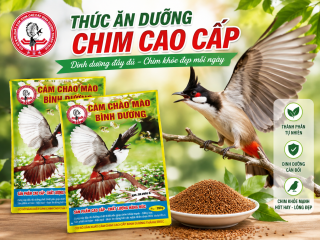 CÁM CHÀO MÀO BÌNH DƯƠNG – THỨC ĂN DƯỠNG CHIM CAO CẤP