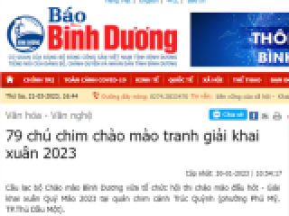 79 chú chim chào mào tranh giải khai xuân 2023