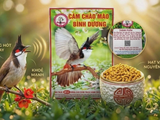 CÁM THAY LÔNG BÌNH DƯƠNG TỐT NHƯ THẾ NÀO?