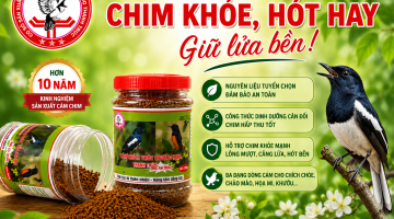 ĐẦU TƯ ĐÚNG LOẠI CÁM – CHIM KHỎE, HÓT HAY, GIỮ LỬA BỀN! 