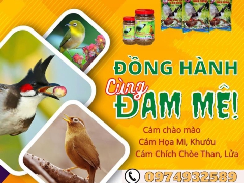 Cám chào mào Bình Dương - Đồng Hành cùng Đam Mê