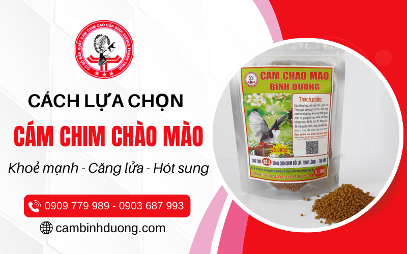 cám chim chào mào
