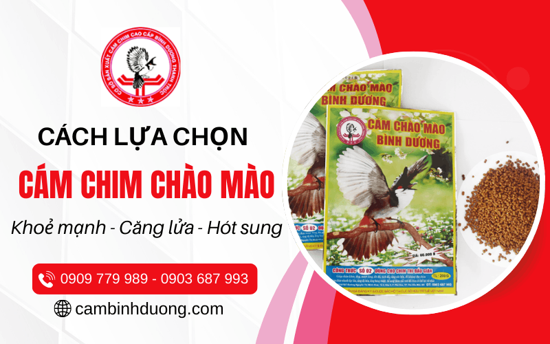 cám chim chào mào