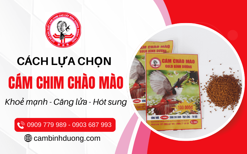 cám chim chào mào