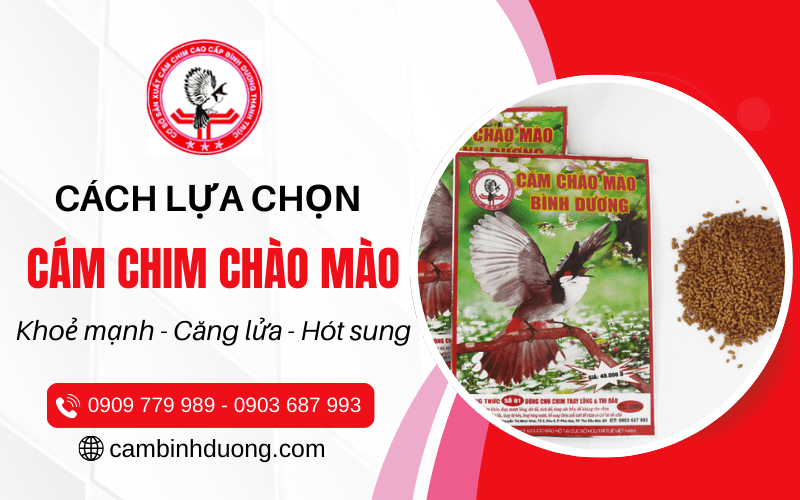 cám chim chào mào