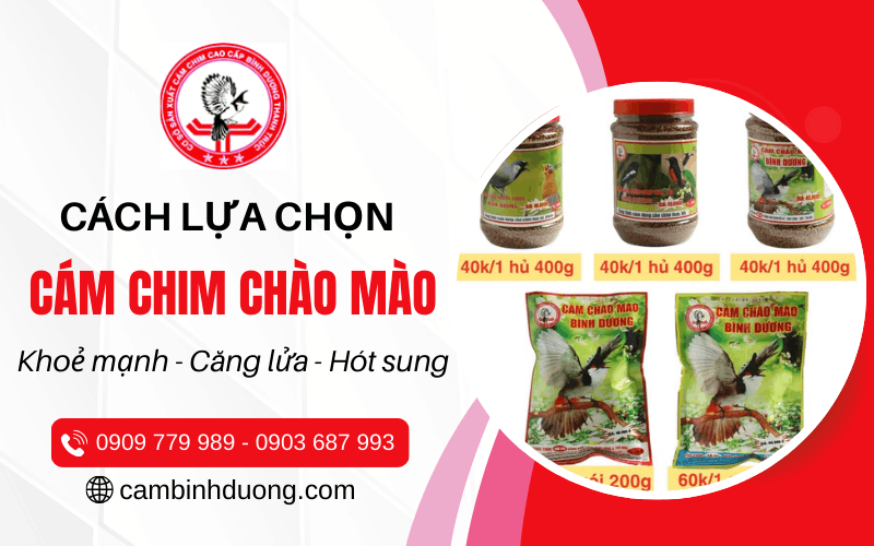 cám chim chào mào
