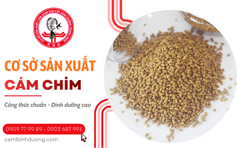 cám chim Bình Dương