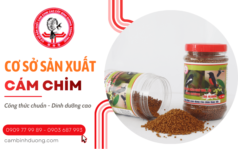 cám chim Bình Dương
