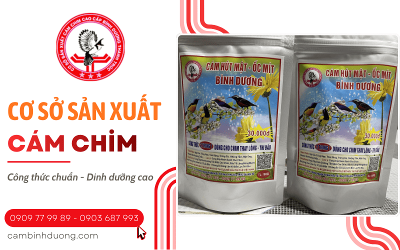 cám chim Bình Dương