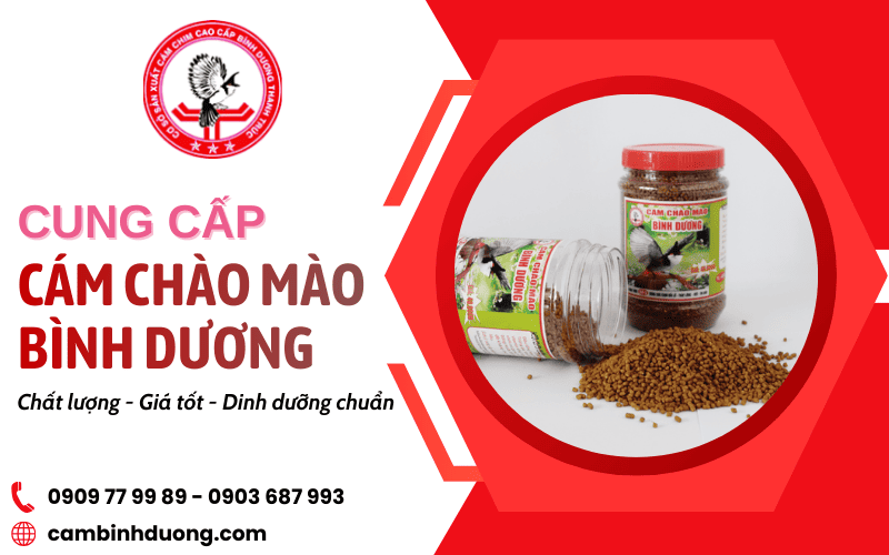 cung cấp cám chào mào Bình Dương