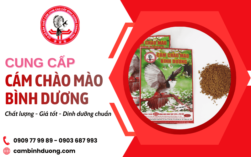 cung cấp cám chào mào Bình Dương