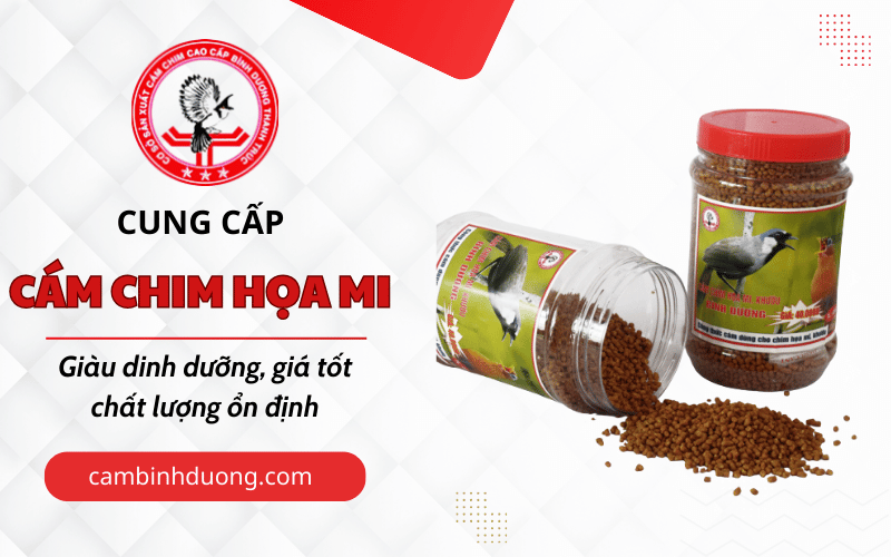 cám chim Họa Mi Bình Dương