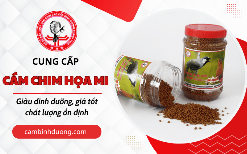 cám chim Họa Mi Bình Dương