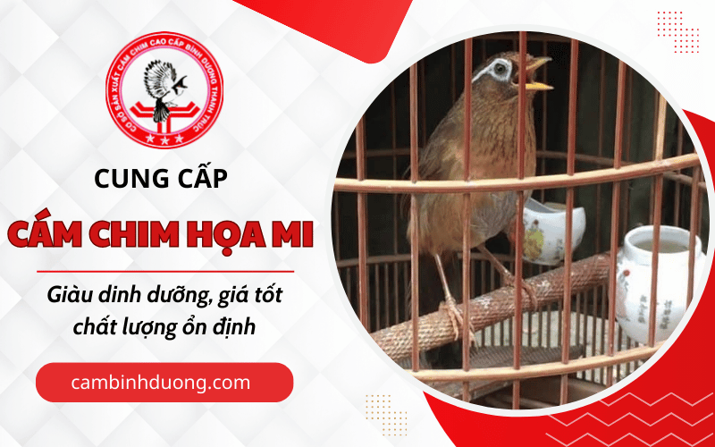 cám chim Họa Mi Bình Dương